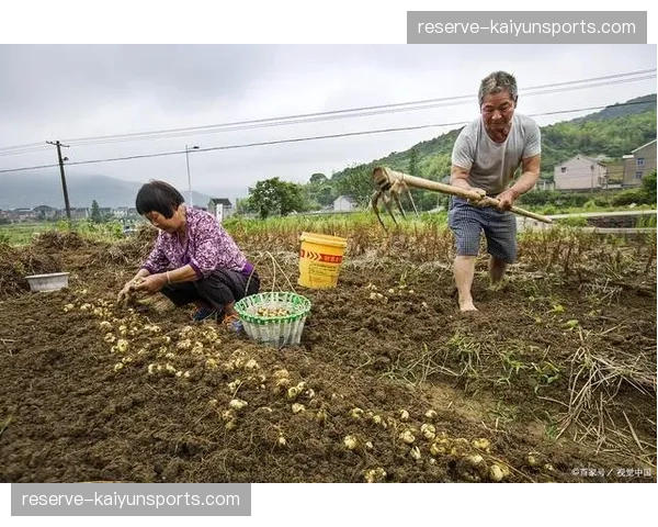 农场主替补深度有待加强 关键位置轮换效果一般
